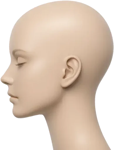 Illustration of the female crown and part line area where thinning shows first